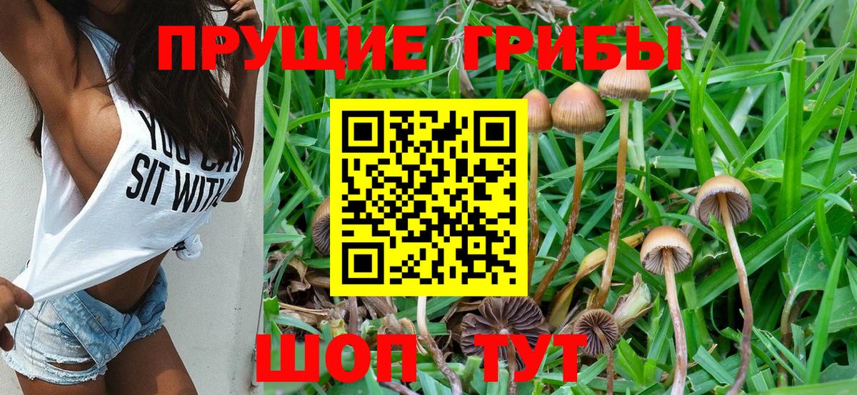 Псилоцибиновые грибы Cubensis  Вход с VPN  как найти   Галлюциногенные грибы Psilocybine cubensis  Саратов 